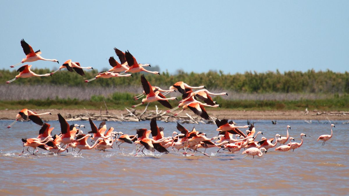 Los flamencos exhiben una de las principales postales de la zona.