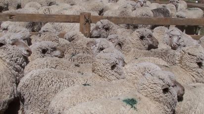 Resaltan el potencial de la producción de ovinos para optimizar el negocio agropecuario