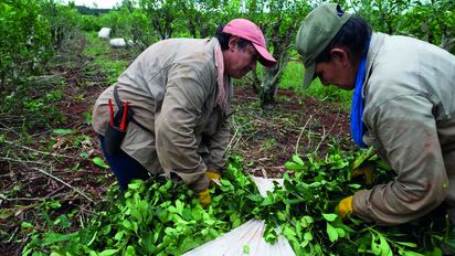 Se frenaron los artículos del DNU que le impedían fijar precios al Instituto Nacional de la Yerba Mate