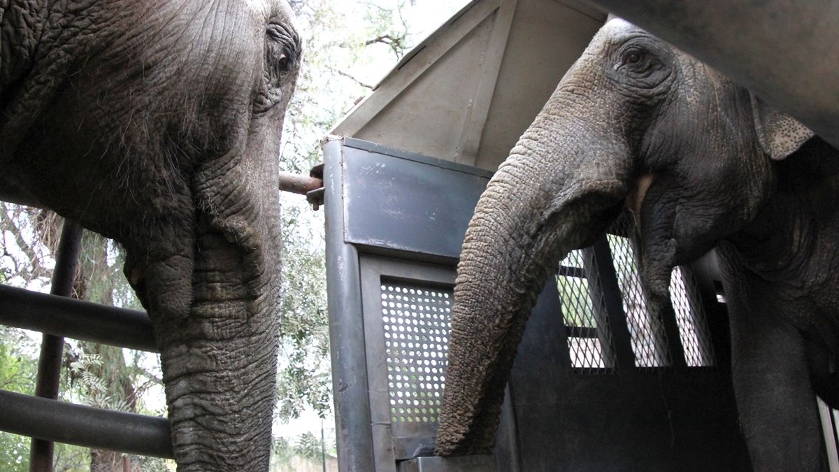 Pocha y Guillermina fueron trasladadas en un camión comandado por un laboulayense hasta el santuario de elefantes en Brasil. 