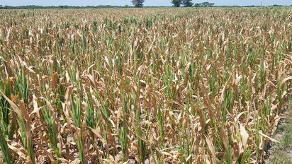 La sequía y pérdida de producción tendrá un fuerte impacto más allá del campo