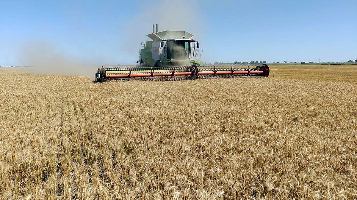 El precios del trigo lideró hoy las subas en la Bolsa de Comercio de Rosario (BCR).