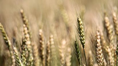 Córdoba tendrá la mayor producción de trigo de su historia