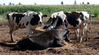 Destacan crecimiento de la producción lechera en el Consejo Federal