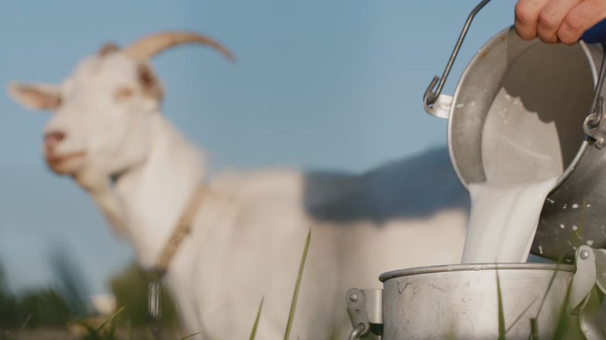 Investigadores del INTA obtienen leche caprina pasteurizada y