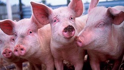Las exportaciones de cerdo cierran el año 92% abajo