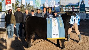 El Señuelo, de Faggiani, se quedó con las cucardas Angus de la Expo