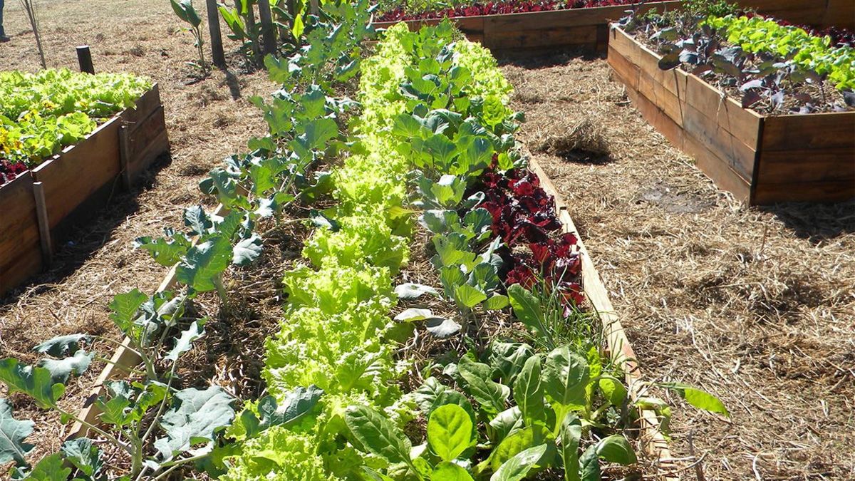 Vuelve el Plan de Huertas Familiares para impulsar la producción en los hogares