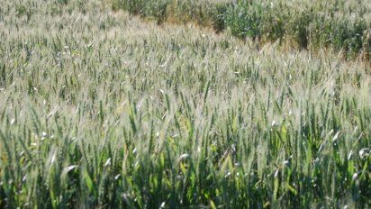Suero lácteo como biofertilizante