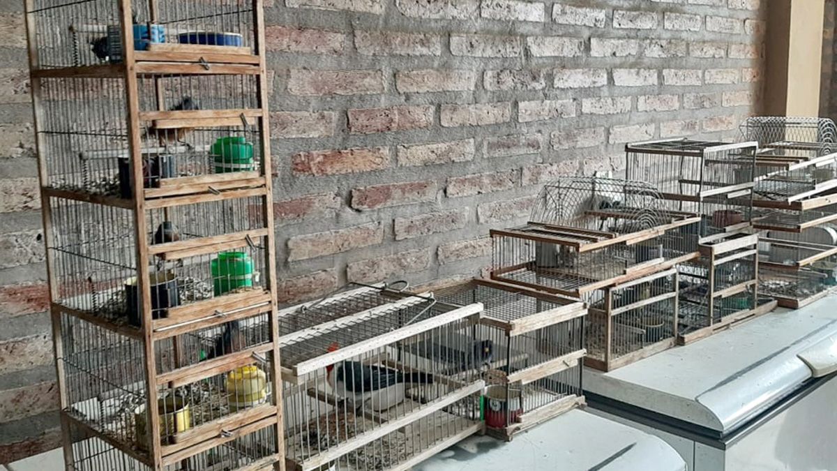 Los animales fueron trasladados al Parque Ecológico de Río Cuarto.
