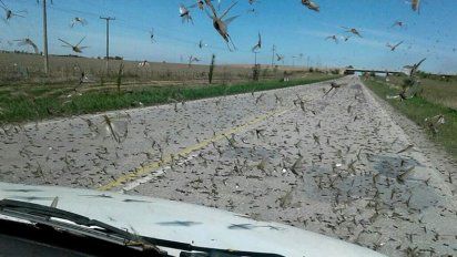 Córdoba monitorea el desplazamiento de langostas por el norte del país