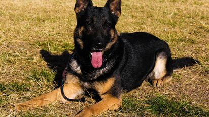 Con 9 años de servicio, se retiró el perro más veterano de la Brigada Canina de Policía Ambiental