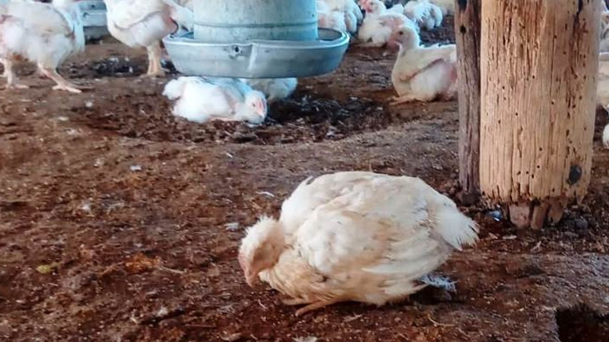 El caso positivo proviene de un establecimiento de pollos parrilleros ubicado en la localidad de Mainque.