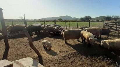 Plan de contingencia para peste porcina africana ante una eventual emergencia