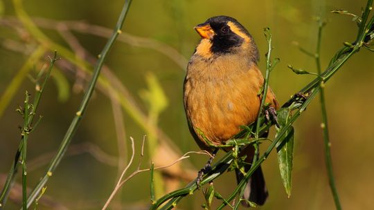Preparan un avistaje de aves gratuito en la planta depuradora de San Francisco Preparan un avistaje de aves gratuito en la planta depuradora de San Francisco