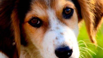 Ya no se podrá vender ni comprar animales por Facebook