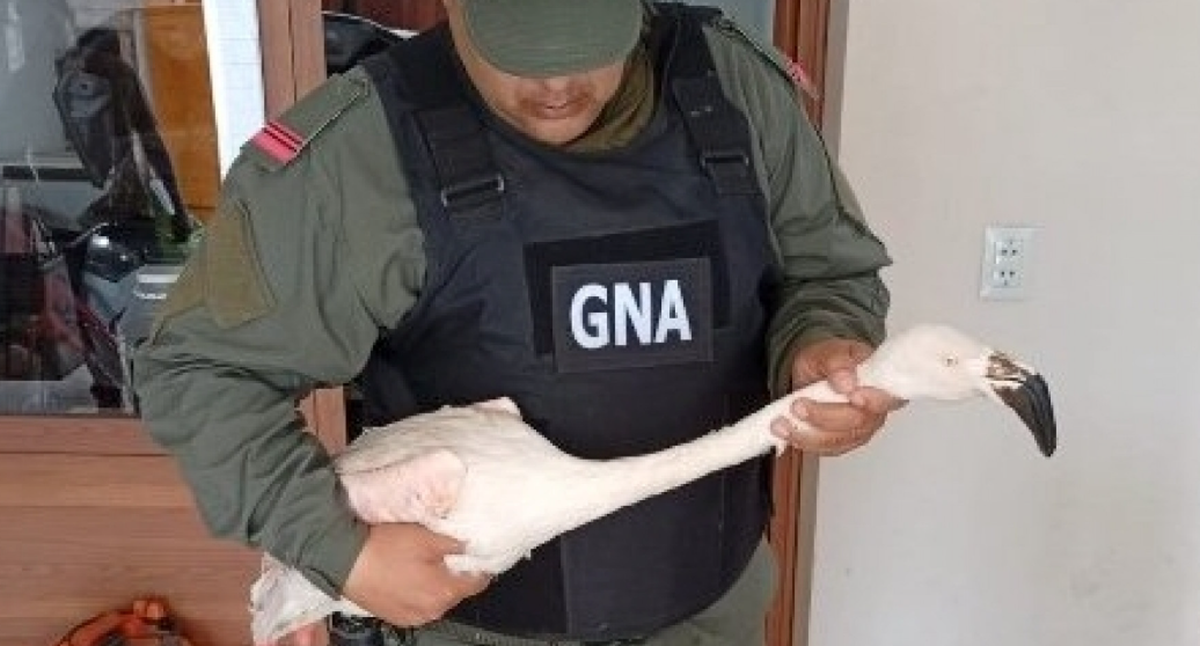 FireShot Capture 046 - Córdoba_ Rescataron a un flamenco que se encontraba en cautiverio e_ - [www.argentina.gob.ar]