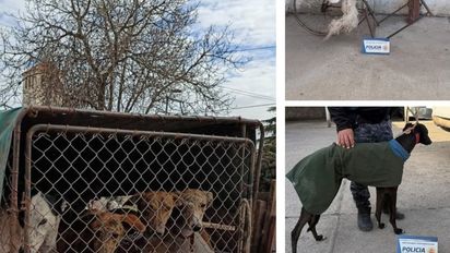 Desarticularon una carrera clandestina de galgos y detectaron caza ilegal en la región