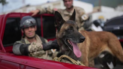 Perros rescatistas en Venezuela: Bart ayudó a salvar a dos niños