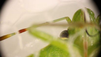 Saliva de chinche verde provoca fuertes pérdidas en cada campaña de soja
