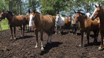 Se confirmó el primer fallecimiento por encefalitis equina del oeste en Córdoba