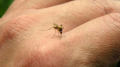 Dengue: ya son 341 los casos reportados en la provincia